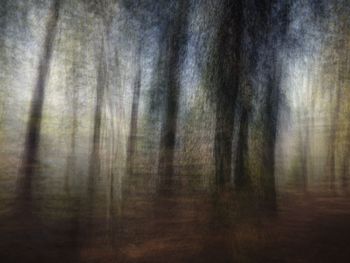 Close-up of trees in forest