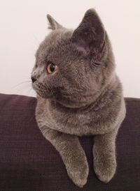 one animal
