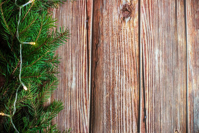 Full frame shot of bamboo plants