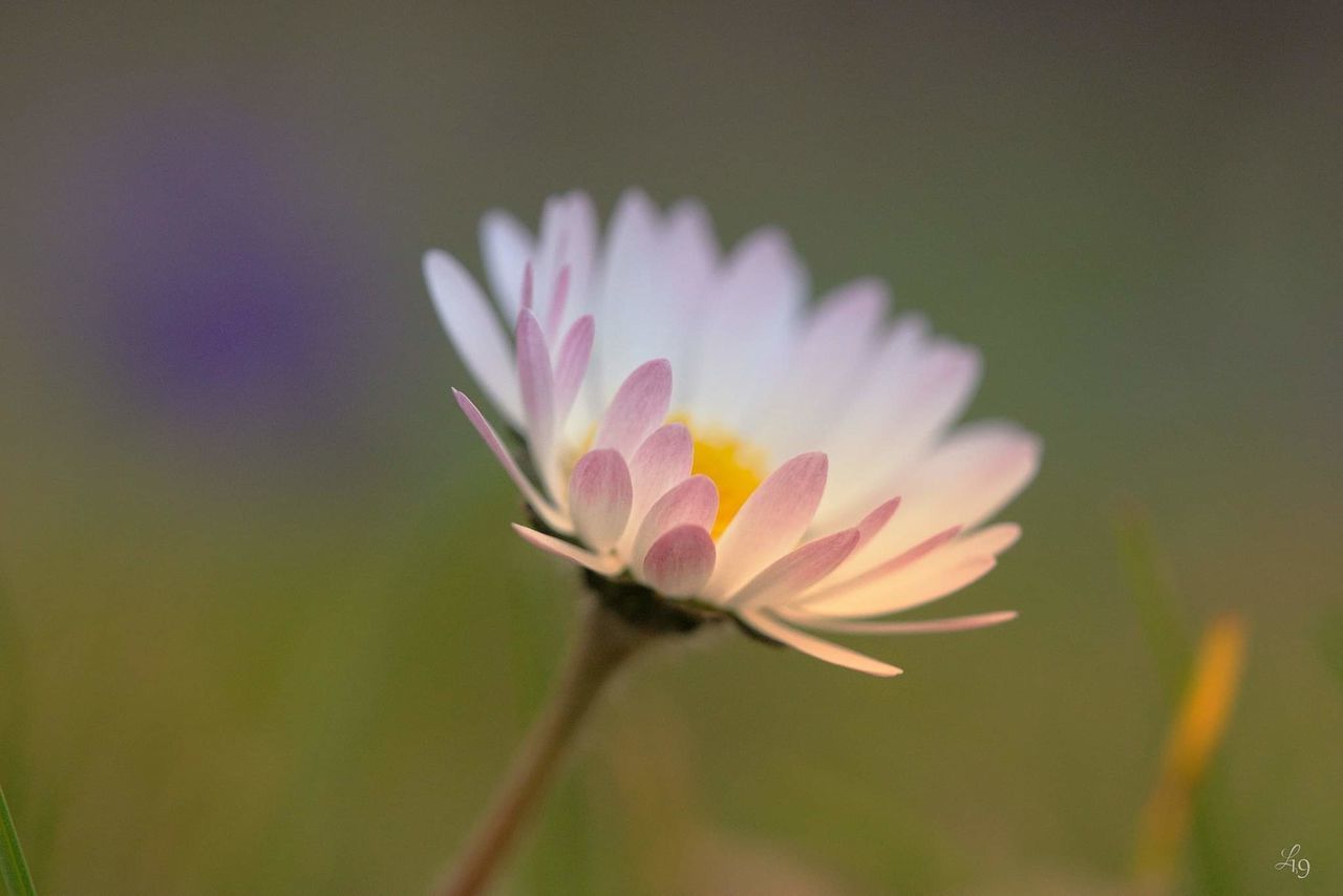 flowering plant, flower, freshness, vulnerability, fragility, plant, beauty in nature, close-up, petal, inflorescence, flower head, growth, nature, no people, water lily, pink color, focus on foreground, plant stem, selective focus, pollen, purple, sepal