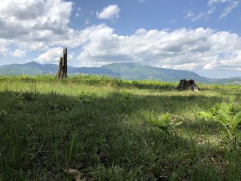 Scenic view of field against sky