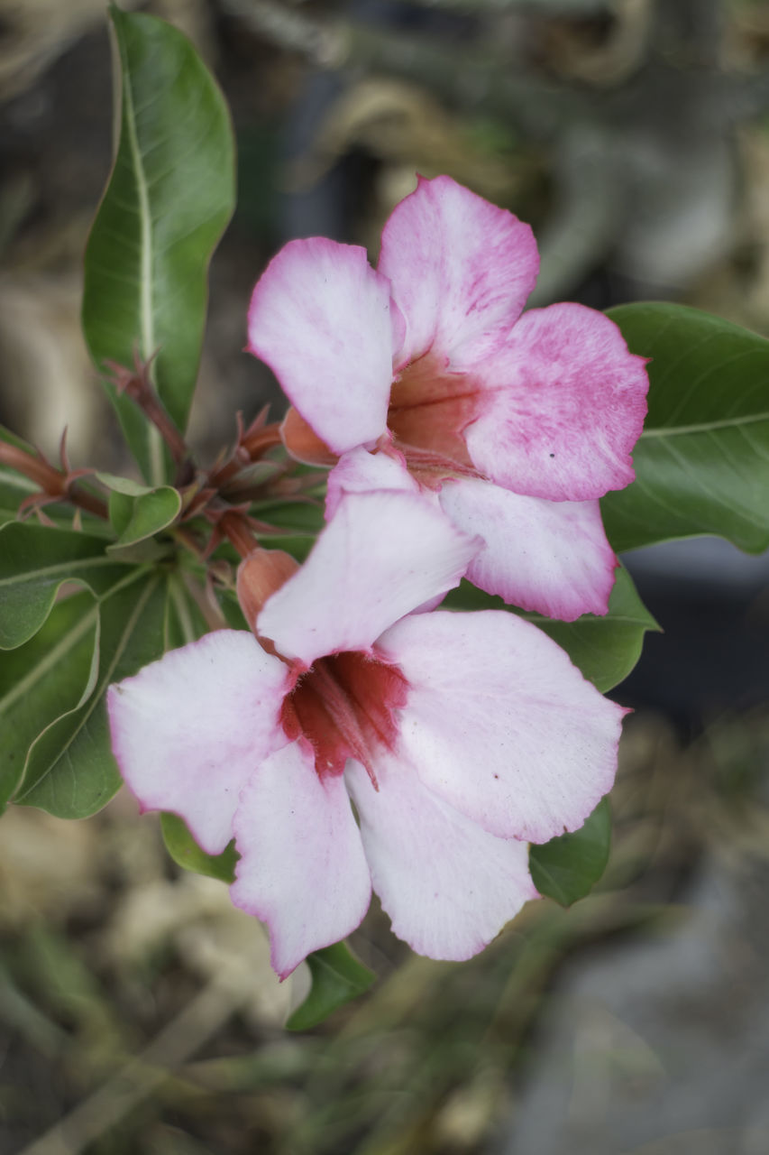 CLOSE-UP OF PINK FLOWER