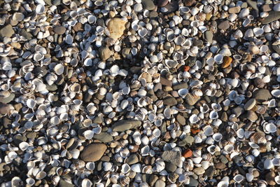 Full frame shot of pebbles on beach