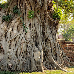 Tree trunk in temple