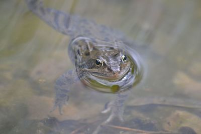 High angle view of turtle swimming in water