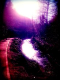 Sun shining through trees