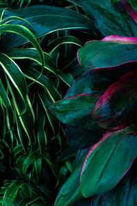 Close-up of fresh green leaf on field