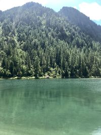 Scenic view of lake in forest