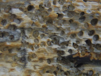 Close-up of insect on tree trunk