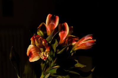 Close-up of red rose against black background