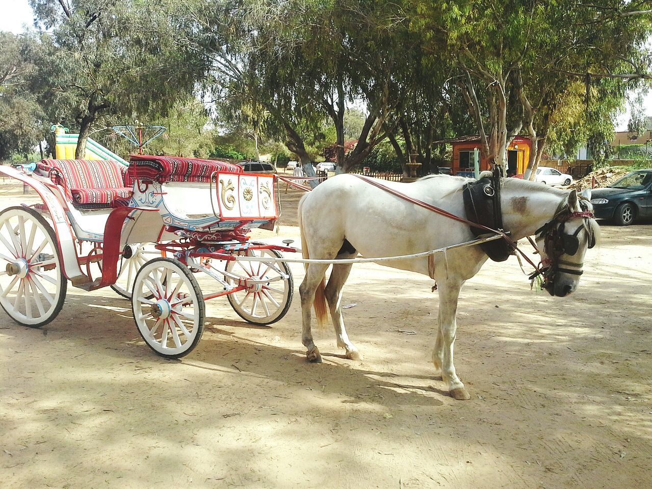 horse, tree, animal themes, mammal, domestic animals, transportation, one animal, horsedrawn, horse cart, day, mode of transport, outdoors, livestock, no people