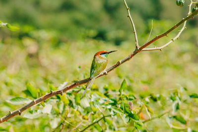 Chestnut-headed