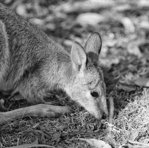 Close-up of an animal resting on field