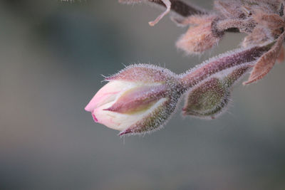 Close-up of pink flower bud