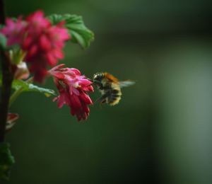 Close-up of bee pollinating flower