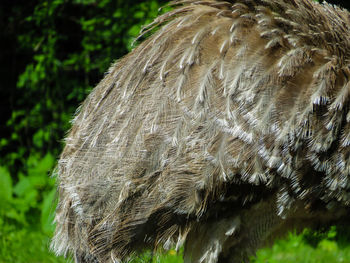 Close-up of eagle