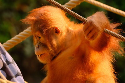 Young orangutan