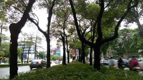 Trees on road in city