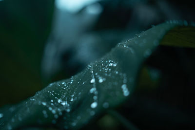 Close-up of water drops on leaf