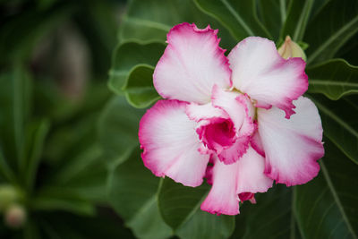 Close-up of pink flowering plant