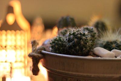 Close-up of cactus plant in pot