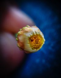 Close-up of flower against blurred background