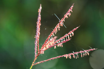 Close-up of spider web on plant