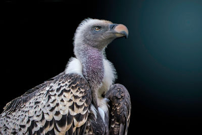 Close-up of vulture against black background