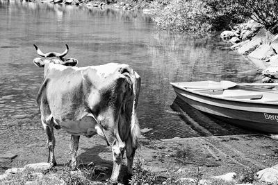 Cows standing by lake