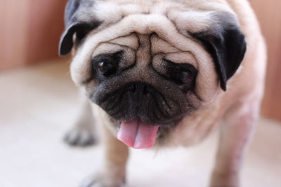 Close-up portrait of dog