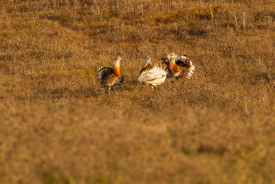 Flock of birds on field