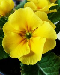 Close-up of yellow flower