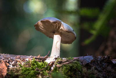 Close-up of mushroom growing on tree with spider