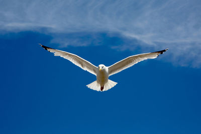 Low angle view of seagull flying