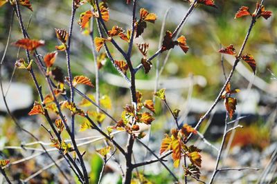 Close-up of flowering plants