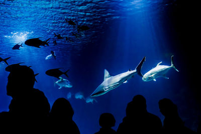 View of fish in aquarium