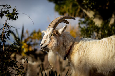 Close-up of a goat on field