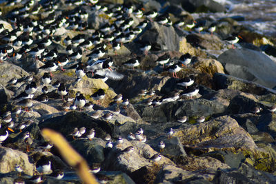 High angle view of rocks on beach