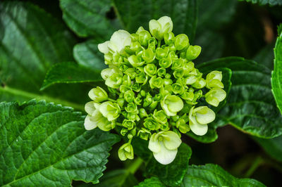 Close-up of flowering plant