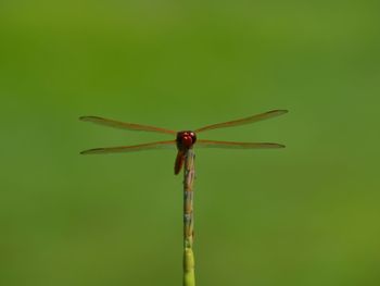 Close-up of dragonfly on wall