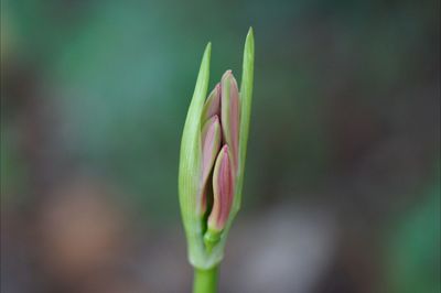 Close-up of flower bud