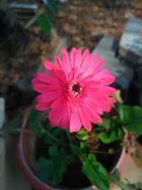 High angle view of bee on pink flower blooming outdoors