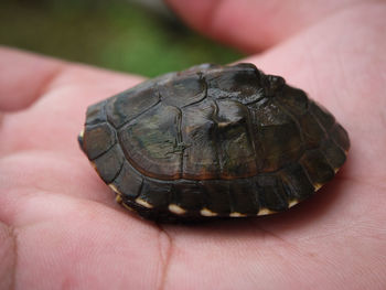 Close-up of person holding leaf