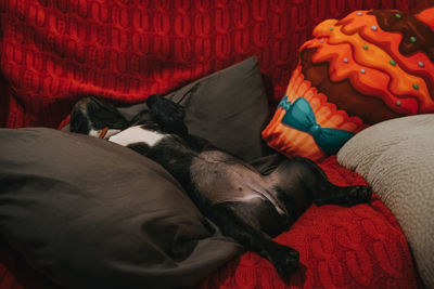 High angle view of dog sleeping on bed