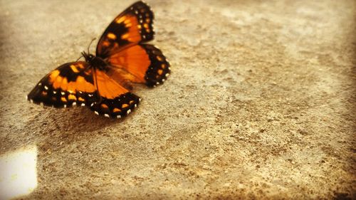 Close-up of butterfly