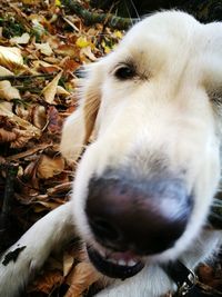 Close-up of dog