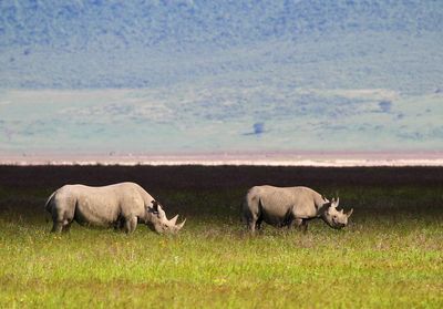 Rhinoceros grazing at field