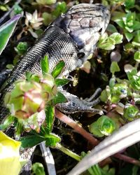 Close-up of insect on plant