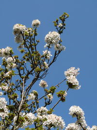 Low angle view of cherry blossom tree against clear sky