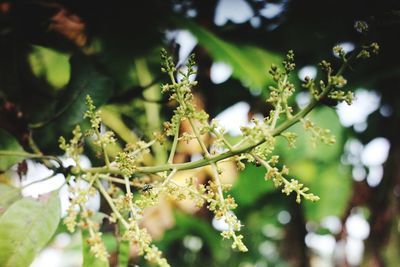 Close-up of flowering plants on tree